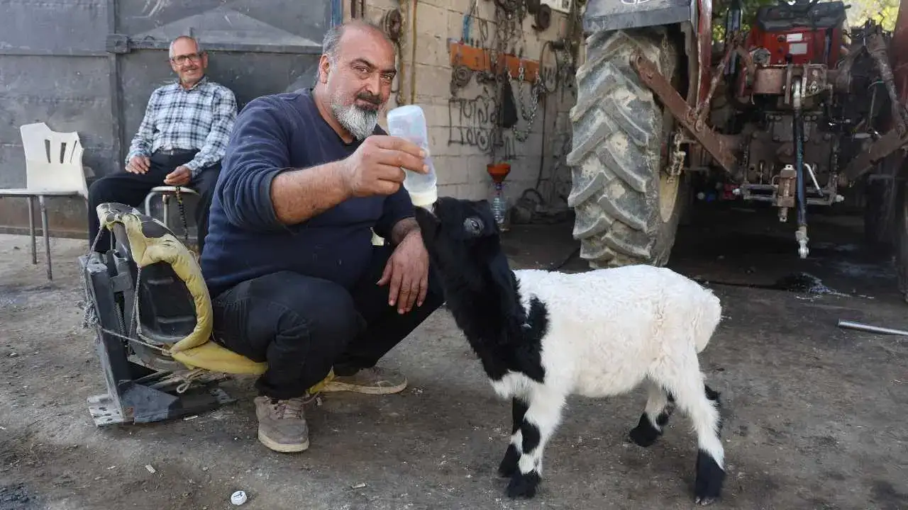 Hatay’da Kuzu Karabaş Ailenin Çocuğu Gibi Büyüyor! 1